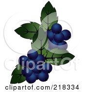 Blueberries And Green Leaves