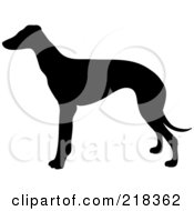 Black Silhouetted Greyhound Dog In Profile