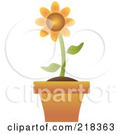 Poster, Art Print Of Single Orange Flower In A Terra Cotta Pot