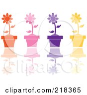 Digital Collage Of Four Colorful Daisies In Terra Cotta Pots With Reflections