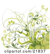 Poster, Art Print Of Flowering Green Plants With Circles On A White Background