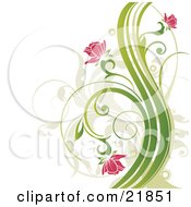 Poster, Art Print Of Pink Flowers Blooming On Curly Green Plants Over A White Background