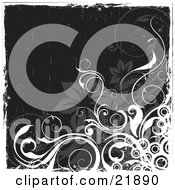 Poster, Art Print Of White Curly Vine With Circles And Gray Flowers Over A Black Grunge Background