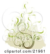 Poster, Art Print Of Delicate Green Leafy Scrolling Vine Over A Tan And White Background