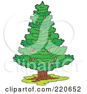 Wild Lush And Green Coniferous Tree With Pinecones