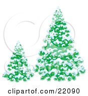 Small And Large Evergreen Trees Flocked In Snow On A Winter Day