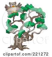 Poster, Art Print Of An Owl In A Pine Tree