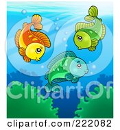 Poster, Art Print Of Three Cute Freshwater Fish Swimming Above Aquatic Plants