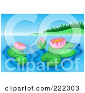 Lily Pads And Pink Lotus Flowers On Still Water By A Grassy Mound