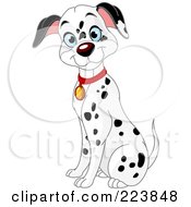 Curious Adult Dalmatian Dog Sitting