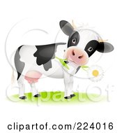 Poster, Art Print Of Cute Cow With A Daisy Flower In Its Mouth