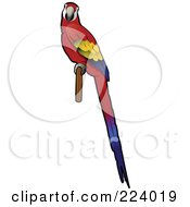 Perched Scarlet Macaw With Its Body In Profile And Face Looking Outwards