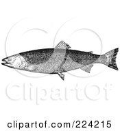 Poster, Art Print Of Black And White Trout Fish - 3