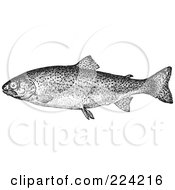 Poster, Art Print Of Black And White Trout Fish - 1