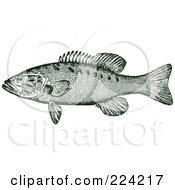 Poster, Art Print Of Green Smallmouth Bass Fish