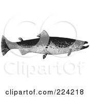 Poster, Art Print Of Black And White Trout Fish - 2