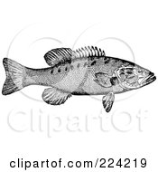 Poster, Art Print Of Black And White Smallmouth Bass Fish