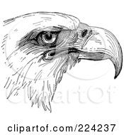 Poster, Art Print Of Black And White Eagle Head Sketch