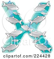 Poster, Art Print Of Group Of Xray Fish In The Shape Of The Letter X