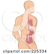 Royalty Free RF Clipart Illustration Of A Male Human Heart And Stomach Logo by patrimonio