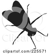 Silhouetted Black House Fly