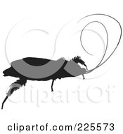 Poster, Art Print Of Silhouetted Black Cockroach - 1