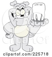 Gray Bulldog Mascot Holding A Tooth