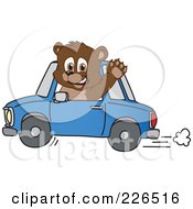 Poster, Art Print Of Bear Cub School Mascot Waving And Driving A Car