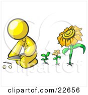 Yellow Man Kneeling By Growing Sunflowers To Plant Seeds In A Dirt Hole In A Garden