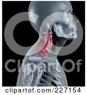 3d Skeleton Profile With Neck Bones Highlighted In Red