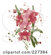 Poster, Art Print Of Pink Striped Orchids With Grunge Splatters Leaves And Drops