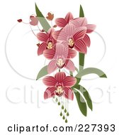 Pink Striped Orchids With Leaves And Drops