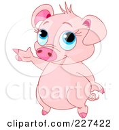 Poster, Art Print Of Cute Blue Eyed Pig Standing And Pointing