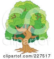 Royalty Free RF Clipart Illustration Of A Leafy Tree With A Green Canopy Of Foliage