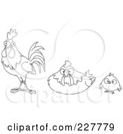 Poster, Art Print Of Coloring Page Outline Of A Chick Hen And Rooster