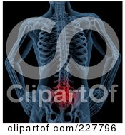3d Render Of A Blue Skeleton With Highlighted Lower Back Pain