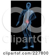 3d Render Of A Skeleton With Lower Back Pain Highlighted