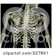 Royalty Free RF Clipart Illustration Of A 3d Male Rib Cage Skeleton