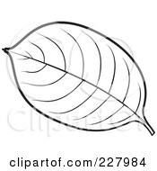 Poster, Art Print Of Coloring Page Outline Of A Leaf