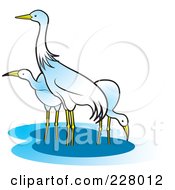 Poster, Art Print Of Three Cranes Wading