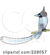 Poster, Art Print Of Paradise Fly Catcher Bird Perched