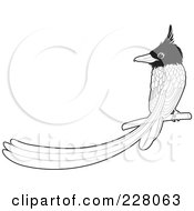 Royalty Free RF Clipart Illustration Of A Coloring Page Outline Of A Paradise Fly Catcher Bird Perched
