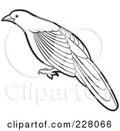 Poster, Art Print Of Coloring Page Outline Of A Green Billed Coucal Bird