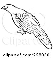 Royalty Free RF Clipart Illustration Of A Coloring Page Outline Of A Green Billed Coucal Bird