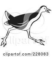 Royalty Free RF Clipart Illustration Of A Black And White Water Hen 7