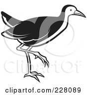 Royalty Free RF Clipart Illustration Of A Black And White Water Hen 1