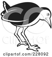 Royalty Free RF Clipart Illustration Of A Black And White Water Hen 8