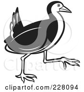 Royalty Free RF Clipart Illustration Of A Black And White Water Hen 3