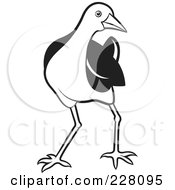 Royalty Free RF Clipart Illustration Of A Black And White Water Hen 5