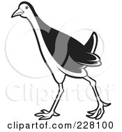 Royalty Free RF Clipart Illustration Of A Black And White Water Hen 9